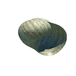 Moon Snail